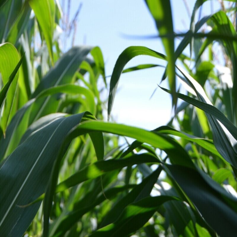 Agricoltura